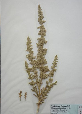 Chenopodium botrys / Klebriger Gänsefuß   (Herbarium Dr. Wolf von Thun)