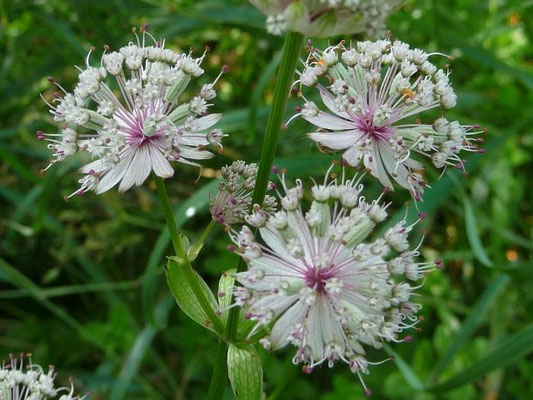 Astrantia major / Große Sterndolde