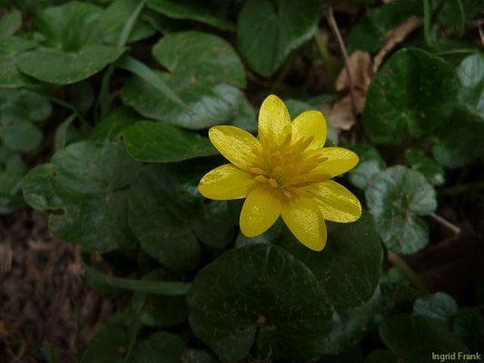 Ficaria verna / Scharbockskraut   (26.03.2010; Oberhofen)
