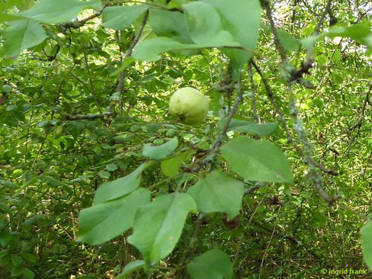 Malus sylvestris / Holz-Apfel, Wild-Apfel    (06.09.2018; Urdonautal bei Dollnstein / Südliche Fränkische Alb)