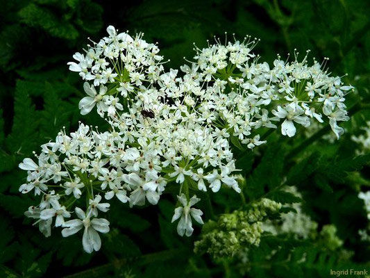 Myrrhis odorata - Echte Süßdolde