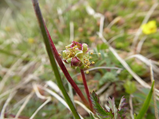 Sanguisorba minor / Kleiner Wiesenknopf     (10.05.2021; NSG Digelfeld)