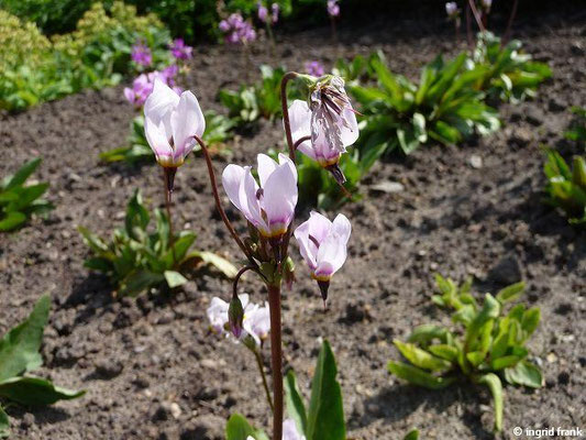 Dodecatheon meadia / Wenigblütige Götterblume (05.05.2014; Botanischer Garten Berlin)