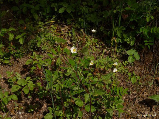 Drymocallis rupestris / Steinfingerkraut (Botanischer Garten Dresden)    V-VII