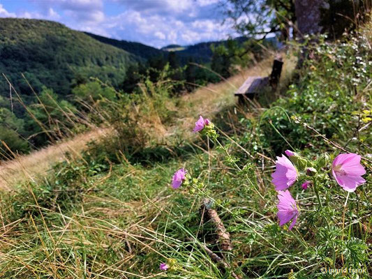 Malva moschata / Moschus-Malve   (26.07.2023; Auf dem Übersberg bei Pfullingen)