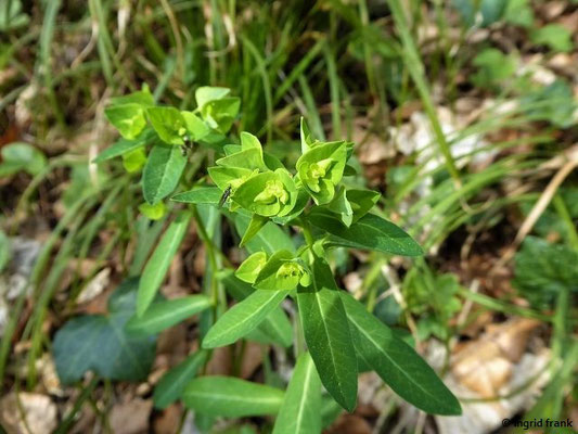 Breitblättrige Wolfsmilch / Euphorbia platyphyllos
