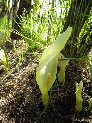 Arum italicum / Italienischer Aronstab    (30.04.2019; Italien, Toskana, bei Lucca)