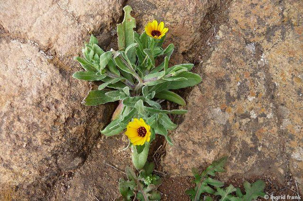 Calendula bicolor / Zweifarbige Ringelblume