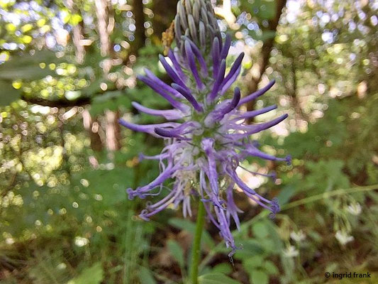Phyteuma betonicifolium / Betonien-Teufelskralle (12.05.2026; Trentino, Valsugana)