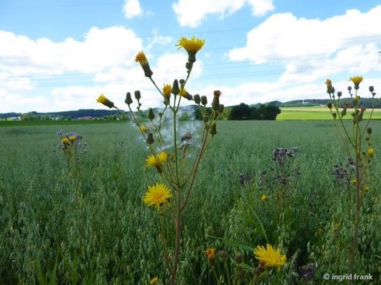 Sonchus arvensis / Acker-Gänsedistel