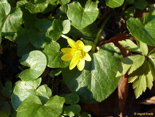 Ficaria verna / Scharbockskraut