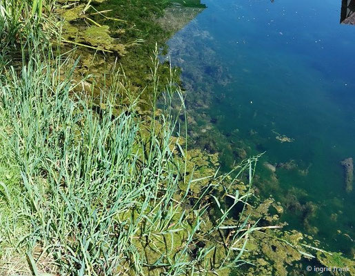 Glyceria flutans / Flutender Schwaden, Manna-Schwaden