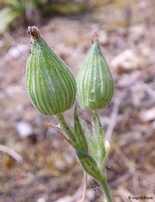 Silene conica - Kegel-Leimkraut  VI-VII