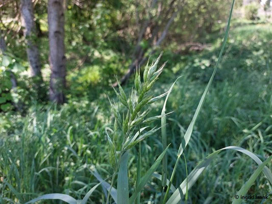 Bromus hordeaceus / Weiche Trespe