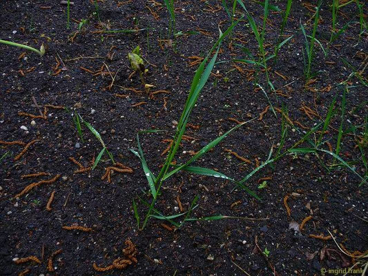 Platz 25: Gewöhnliche Quecke / Elymus repens    (nachgewiesen in 1129 der 1161 Kartierquadranten; das Foto habe ich im Apothekergarten Leipzig aufgenommen))