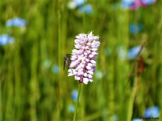 Bistorta officinalis / Schlangen-Wiesenknöterich    (01.06.2019; Lochmoos, Altdorfer Wald)