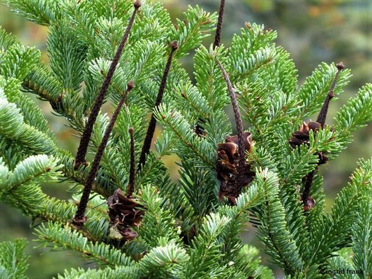 Abies alba / Weiß-Tanne. Edel-Tanne    V-VI
