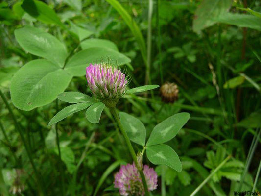Trifolium pratense / Rot-Klee, Wiesen-Klee    VI-IX