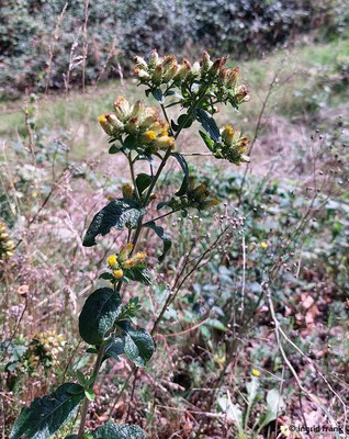 Inula conyzae / Dürrwurz-Alant   (17.08.2023; Ruine Schauenburg bei Dossenheim)