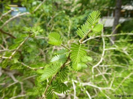 Porlieria hygrometra   (30.07.2022; Botanischer Garten der Universität Basel)