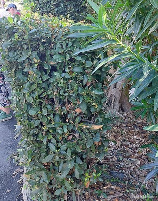Laurus nobilis / Edel-Lorbeer  (29.09.2025; Sizilien, Syrakus, Archäologiepark)