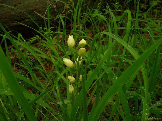 Cephalanthera damasonium / Bleiches Waldvögelein    V-VI