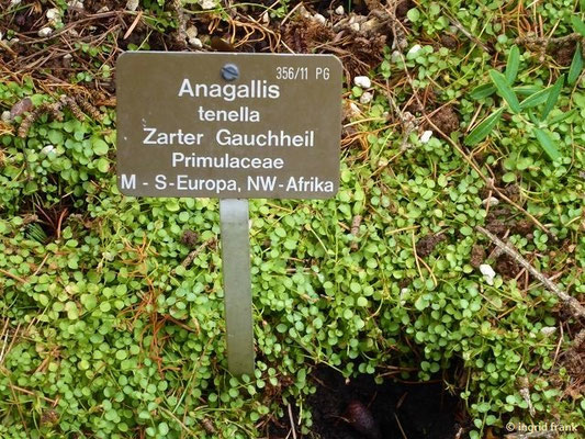 Anagallis tenella / Zarter Gauchheil  (30.07.2022; Botanischer Garten der Universität Basel); in Baden-Württemberg vom Aussterben bedroht: 1