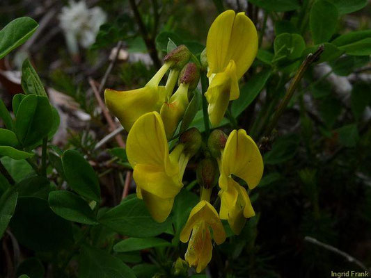 Hippocrepis emerus - Strauchige Kronwicke
