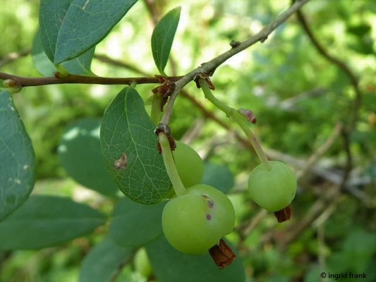14.07.2019 - Unreife Rauschbeere / Vaccinium uliginosum