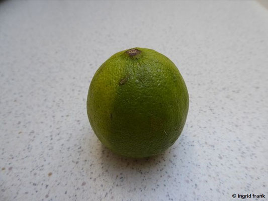 Citrus latifolium / Limette
