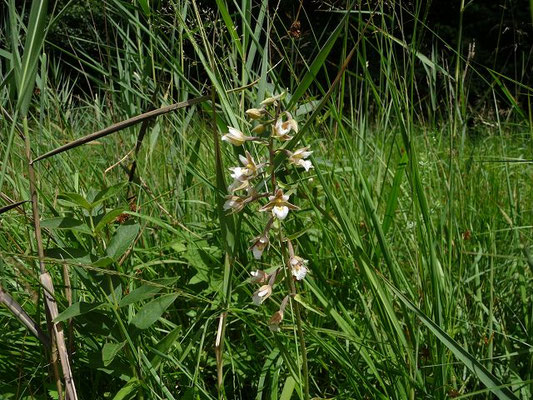 Epipactis palustris / Sumpf-Ständelwurz