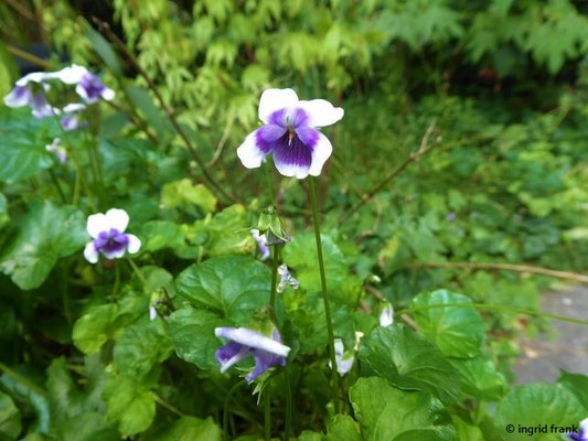 Viola hederacea / Efeu-Veilchen   (30.07.2022; Botanischer Garten der Universität Basel)