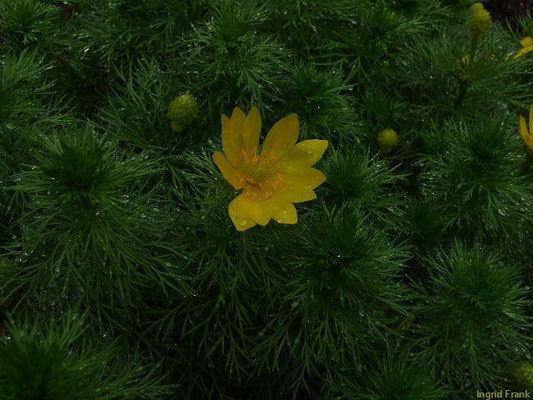 Adonis vernalis - Frühlings-Adonisröschen    IV-V