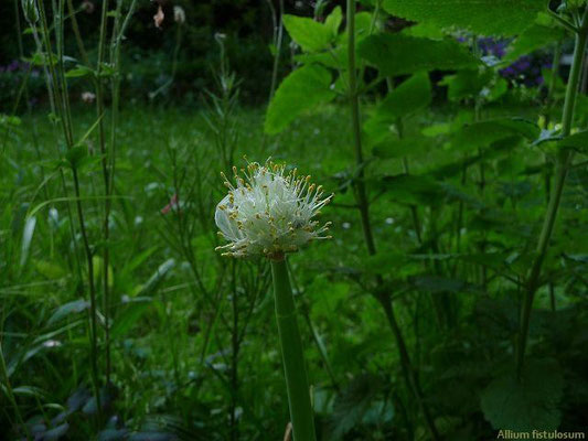 11.06.2010-Allium fistulosum - Winter-Zwiebel