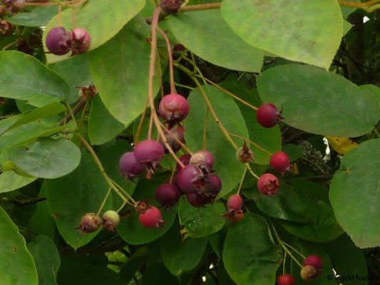 Amelanchier lamarckii / Kupfer-Felsenbirne    IV-V