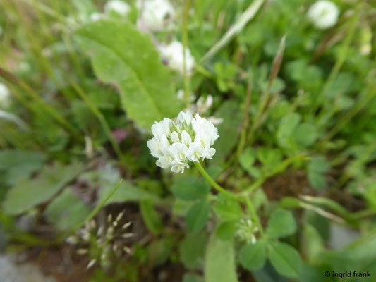 Trifolium nigrescens / Schwarzwerdender Klee     (28.04.2019; Italien, Autobahnraststätte in der südlichen Poebene)