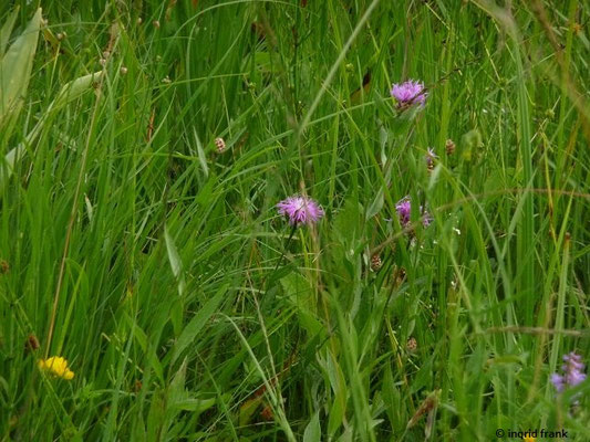 Centaurea jacea / Gewöhnliche Flockenblume    (26.06.2017; Lochmoos; Altdorfer Wald)