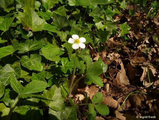 Fragaria moschata / Zimt-Erdbeere (08.05.2015; Botanischer Garten Dresden)