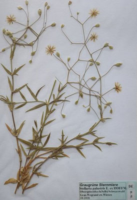 Stellaria palustris / Graugrüne Sternmiere   V-VII    (Herbarium Dr. Wolf von Thun)