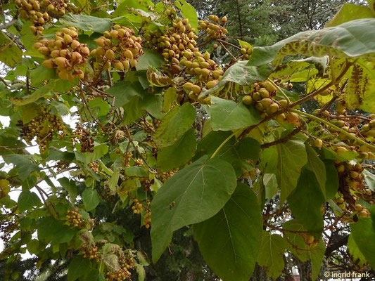 04.10.2017: Paulownia tomentosa / Bauglockenbaum
