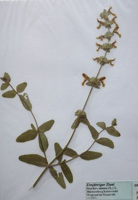 Stachys annua / Einjähriger Ziest    (Herbarium Dr. Wolf von Thun)