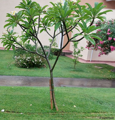 Plumeria alba / Westindische Frangipani  (27.09.2025; Hotelanlage in Giardini-Naos)