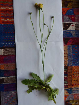 Scorzoneroides autumnalis / Herbst-Schuppenlöwenzahn