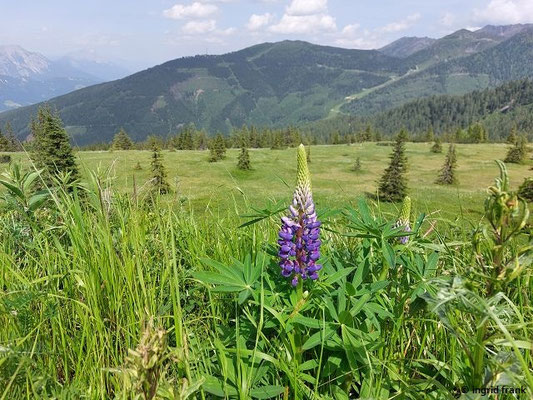 Lupinus spec. (230 Arten)