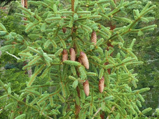 Picea abies / Gewöhnliche Fichte, Europäische Fichte    IV-VI