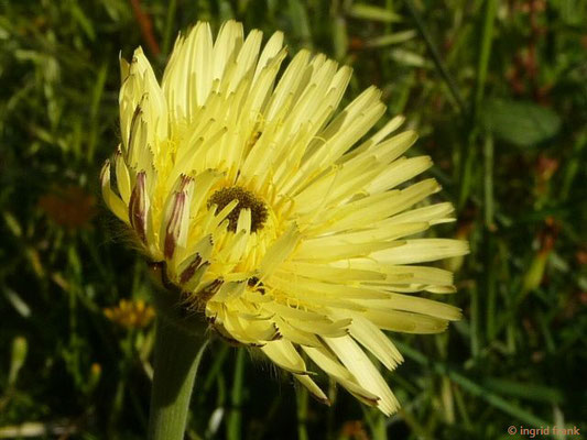 Urospermum dalechampii /  Weichhaariges Schwefelkörbchen  (27.04.2016; Italien, Insel Elba)