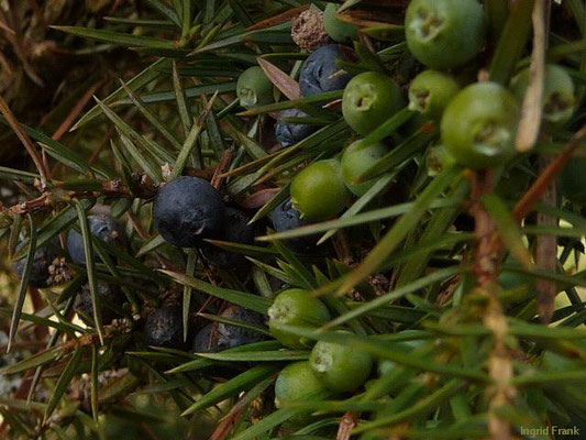 Juniperus communis ssp. communis / Heide-Wacholder   IV-V