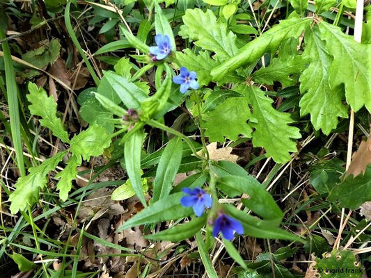 Buglossoides purpurocaerulea / Purpurblaue Rindszunge     (03.05.2019; Italien, Toskana, bei Bibbona)