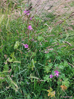 Malva sylvestris / Wilde Malve