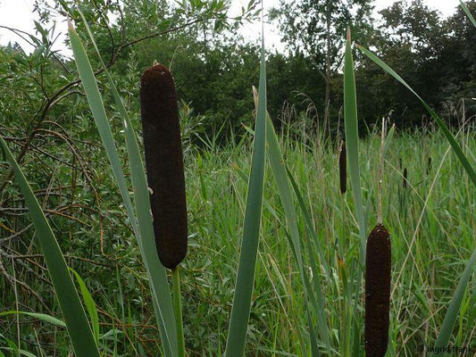 Typha latifolia / Breitblättriger Rohrkolben